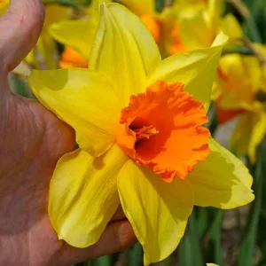 Narcissus Fortissimo - Nárcisz