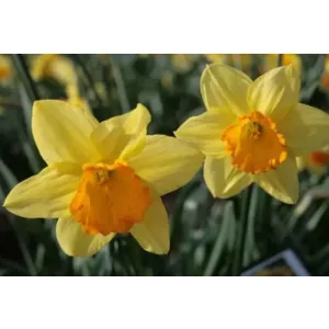 Narcissus Fortune - Nárcisz