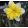 Narcissus Frileuse - Nárcisz