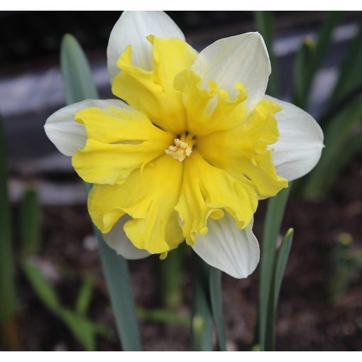 Narcissus Frileuse - Nárcisz