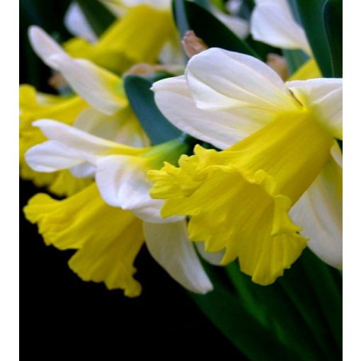 Narcissus Goblet - Nárcisz