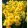 Narcissus Golden Dawn - Nárcisz