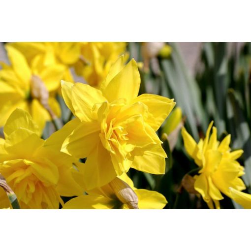 Narcissus Golden Ducat - Nárcisz