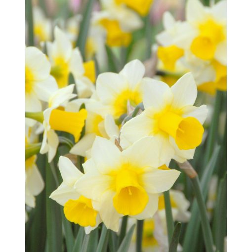 Narcissus Golden Echo - Nárcisz
