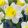 Narcissus Holland Sensation - Nárcisz