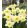 Narcissus Ice Folies - Nárcisz