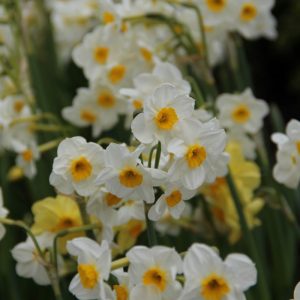 Narcissus Laurens Koster - Nárcisz
