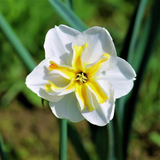 Narcissus Lemon Beauty - Nárcisz