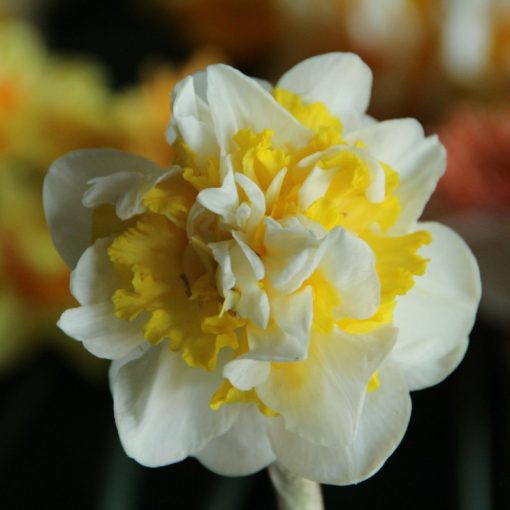 Narcissus Lennart - Nárcisz