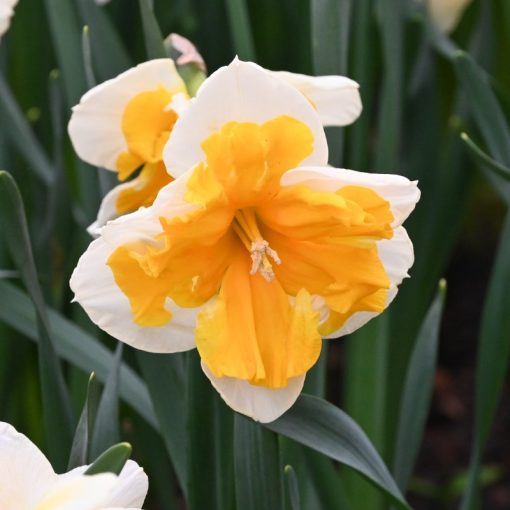 Narcissus Orangery - Nárcisz