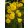 Narcissus Oxford Gold - Nárcisz