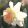 Narcissus Petit Four - Nárcisz