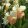Narcissus Pink Parasol - Nárcisz