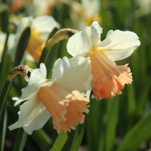 Narcissus Pink Parasol - Nárcisz