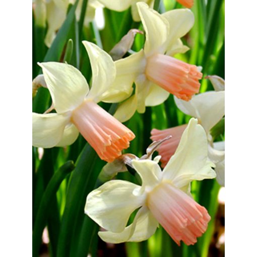 Narcissus Prototype - Nárcisz