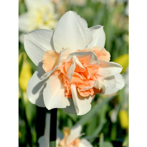 Narcissus Replete - Nárcisz