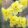 Narcissus Sabrosa - Nárcisz