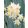 Narcissus Silver Bouquet - Nárcisz