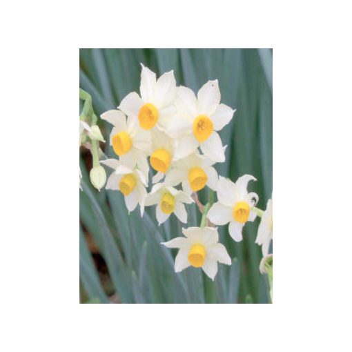 Narcissus Silver Bouquet - Nárcisz