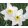 Narcissus Sinopel - Nárcisz