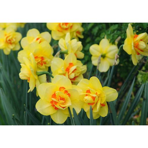 Narcissus Tahiti - Nárcisz