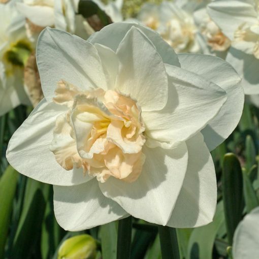 Narcissus Tender Beauty - Nárcisz
