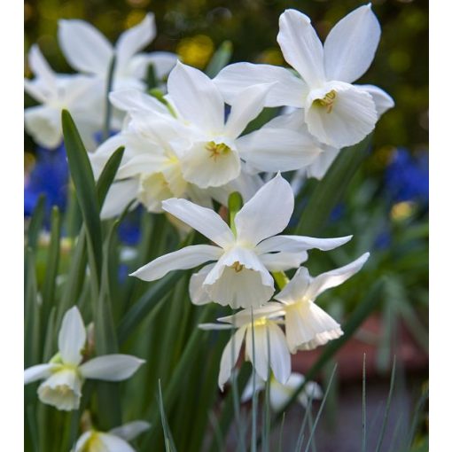 Narcissus Thalia - Nárcisz