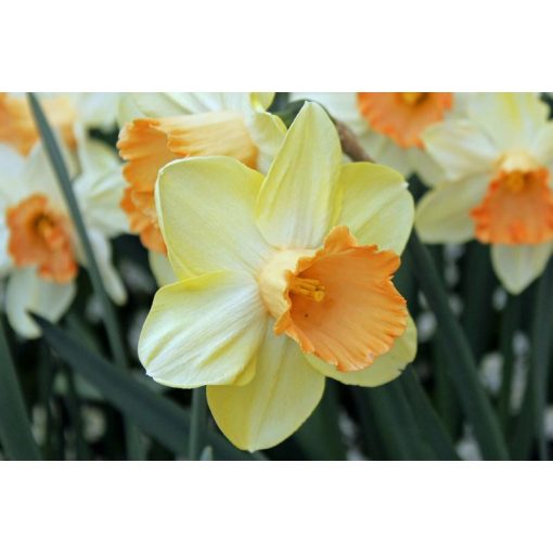 Narcissus Tickled Pinkeen - Nárcisz