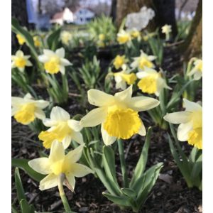 Narcissus Topolino - Nárcisz