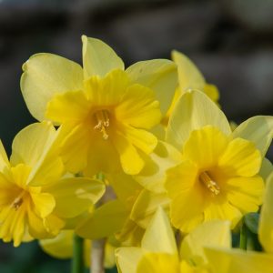 Narcissus Tripartite - Nárcisz