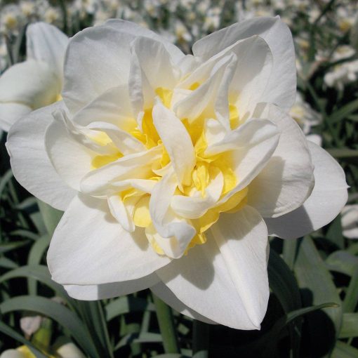 Narcissus White Lion - Nárcisz