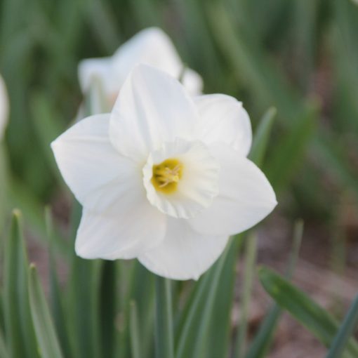 Narcissus White Plume - Nárcisz