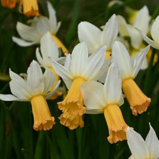 Narcissus Winter Walzer - Nárcisz