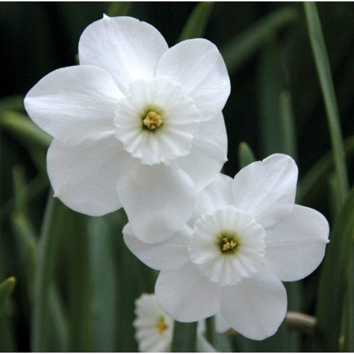 Narcissus Xit - Nárcisz