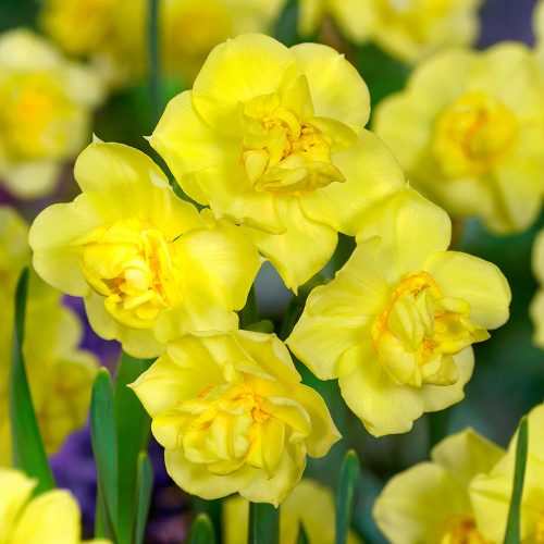 Narcissus Yellow Cheerfulness - Nárcisz