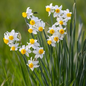 Narcissus canaliculatus