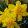 Narcissus x odorus Plenus - Nárcisz