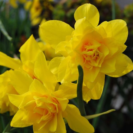 Narcissus x odorus Plenus - Nárcisz