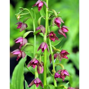 Epipactis royleana - Nőszőfű