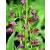 Epipactis - NTAVASZőfű