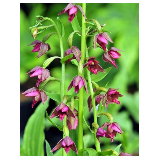 Epipactis royleana - Nőszőfű