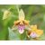 Epipactis - NTAVASZőfű