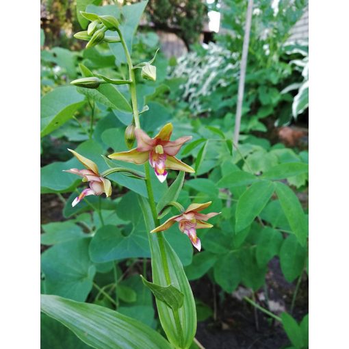 Epipactis veratrifolia x thunbergii - Nőszőfű
