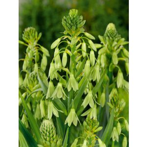 Galtonia viridiflora - Nyári jácint