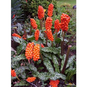   Arum italicum subsp. italcium Marmoratum (I.) - Olasz kontyvirág