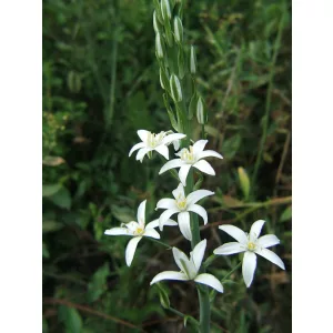 Ornithogalum pyramidale