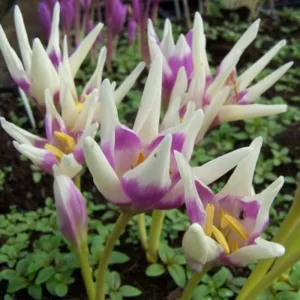 Colchium Harlekijn - Őszi kikerics