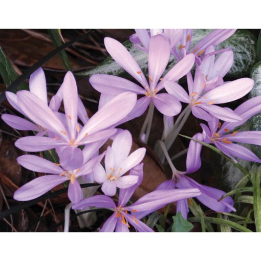 Colchium Lilac Wonder - Őszi kikerics