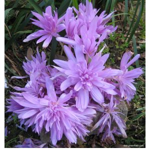 Colchium autumnale Pleniflorum - Őszi kikerics