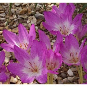 Colchium bivonae Disreaeli - Őszi kikerics